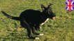 Dog with two legs: Rescue Safe kangaroo dog Roo seeks donations for animal physical therapy