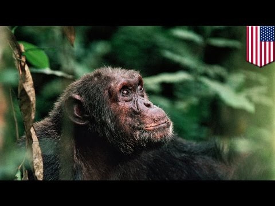 Ebola epidemics may be forcing African primate...