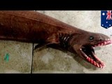 Ancient shark: Living fossil frilled shark sold for cash after being captured in Australia