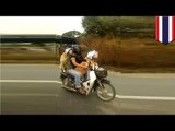 Dogs ride motorbike: golden labradors filmed with owner riding down Thailand highway