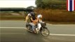 Dogs ride motorbike: golden labradors filmed with owner riding down Thailand highway