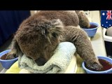 Koalas with burned paws from Australia bushfires need cotton mittens to heal