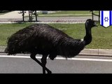 Giant emu pesters Israeli and Aussie commuters on highways, streets