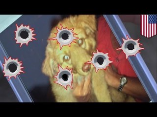 Man shoots neighbor’s dog: Otis McCulley guns down cute little puppy