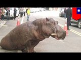 Hippo breaks loose: enormous hippo jumps out of truck in Taiwan