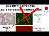 Stem cell fraud: Haruko Obotaka forced to retract paper on STAP cells