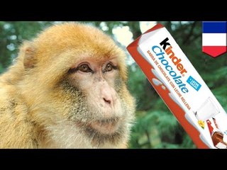 French police taser aggressive chocolate-crazed monkey