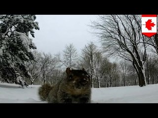 GoPro Videos: Montreal baits GoPro camera for squirrel to steal, take to tree