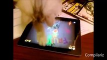 Animals Playing On Tablets Compilation Animales jugando con iPads