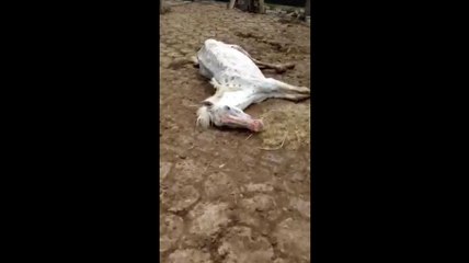 Maus tratos a animais recolhidos na BR 101