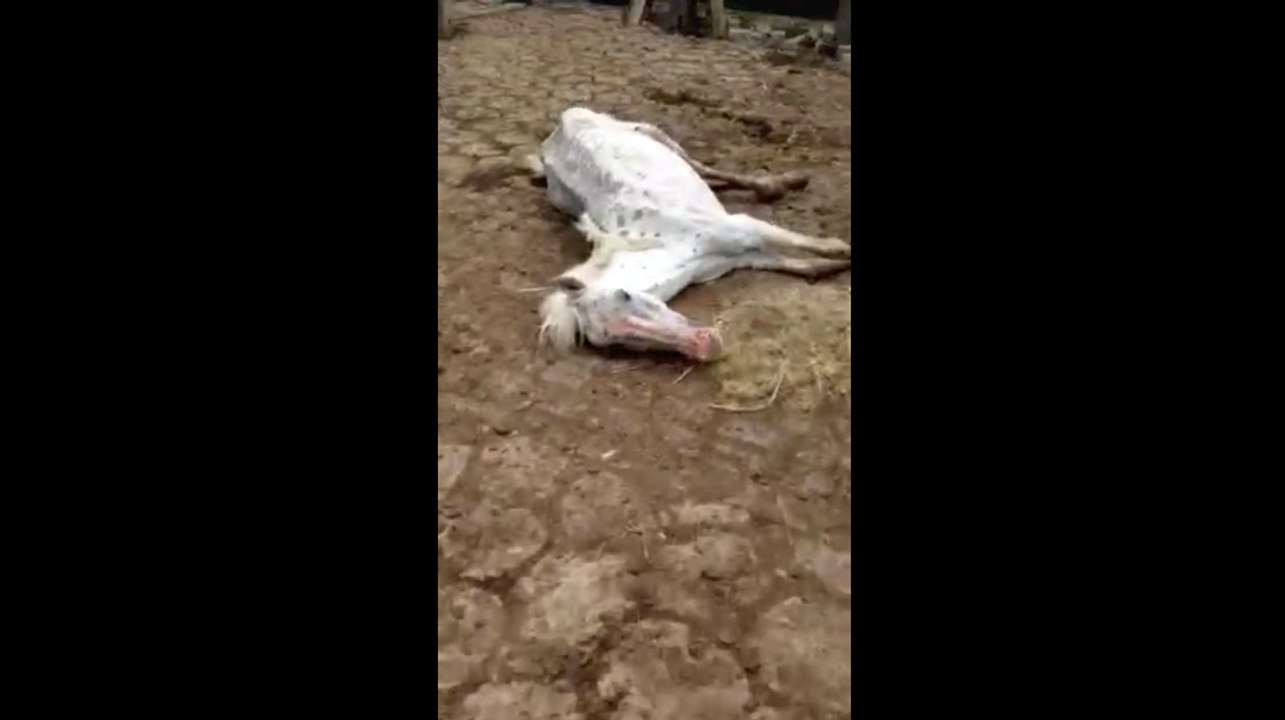 Maus tratos a animais recolhidos na BR 101