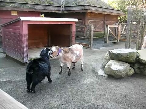 Goats Gone Wild Funny_ Funny Bakra_ Funny Eid Video Funny videos_ Latest And New Funny videos Only On OurFunda.com