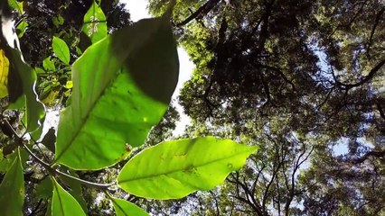 Wilder Kaffee als Urwald-Retter