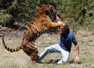 Tiget Attacks Man In The Middle Of The Jungle