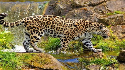 THE JAGUAR - YEAR OF THE CAT - Animals - Wildlife - Nature (documentary).mp4