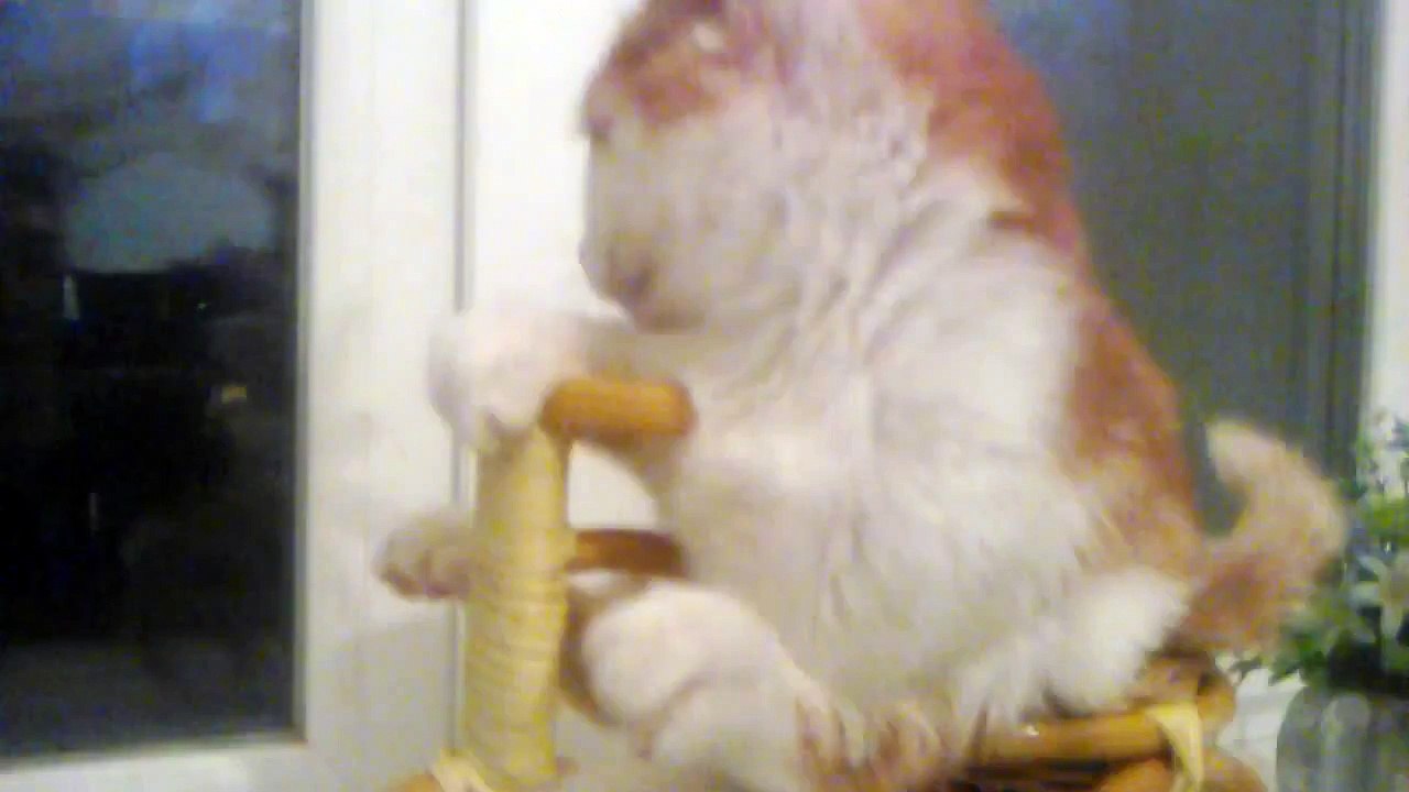 Kitty gathered in the road