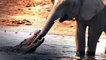 ANIMAL FIGHTS- Crocodile Attacks Elephant