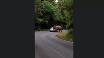 Animal Attacks 2015 - Khao Yai National Park elephants attacking cars (Thailand)