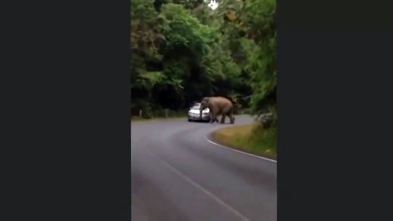 Animal Attacks 2015 - Khao Yai National Park elephants attacking cars (Thailand)