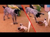 VIDEO: Chihuahua, inaway ang malaking aso dahil sa pagkain!