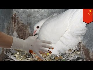 Beijing searches 10,000 pigeon anuses for bombs ahead of China’s National Day celebrations