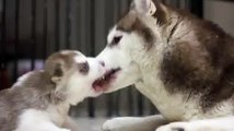 7Husky Mommy And Daughter Will MELT Your Heart !! So ADORABLE !!