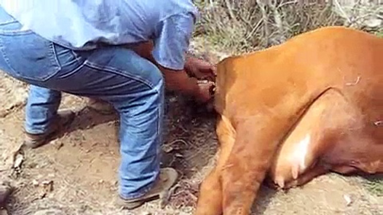 COW HAVING BIRTH (HOW TO GET CALF OUT)