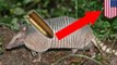 Gun fail: 9mm bullet ricochets off armadillo and hits shooter's mother-in-law