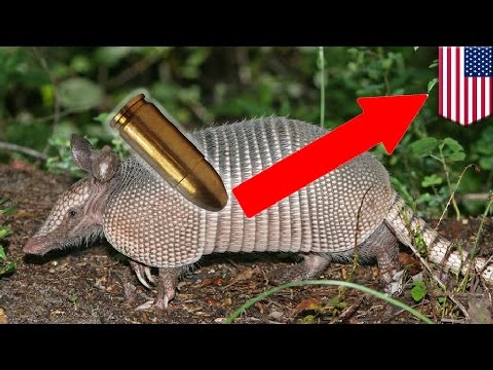 Gun fail: 9mm bullet ricochets off armadillo and hits shooter's mother-in-law