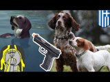 Animal Heroes: This canine duo have an unusually strong bond, refuses to leave friend shot 38 times