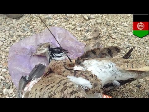 Bird bomb? Afghan police shoot, kill bird with antenna that may have been an endangered species