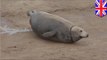 Seal gives birth: Pregnant mother seal gives birth at Donna Nook National Nature Reserve