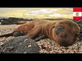 Plastic may have killed 500 sea lions found dead on Peruvian beach