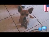 Animal abuse: PETA steals and kills family’s healthy beloved pet Chihuahua