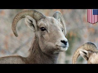 Bighorn sheep bolts from Los Angeles Zoo, killed in hit-and-run