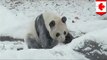 Panda playing in snow: clip of Toronto Zoo panda will melt your cold, icy heart