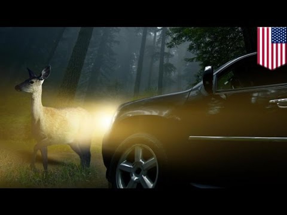 Car hits deer: Woman knocked out by deer through windshield, saved by passenger