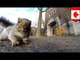 Squirrel steals GoPro camera baited with bread and takes it up a tree in Montreal, Canada
