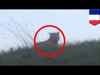 Baby tiger on the loose near Paris, French officials hunting the big cat