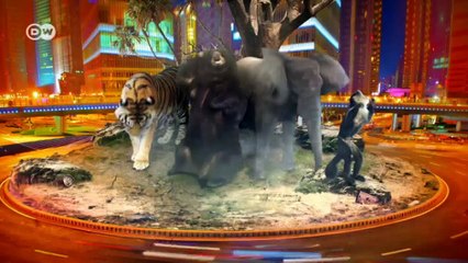 Eye of the tiger | Global Ideas