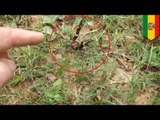 Brazilian wandering spider: venom causes erections, but that’s no reason to be a dick toward it
