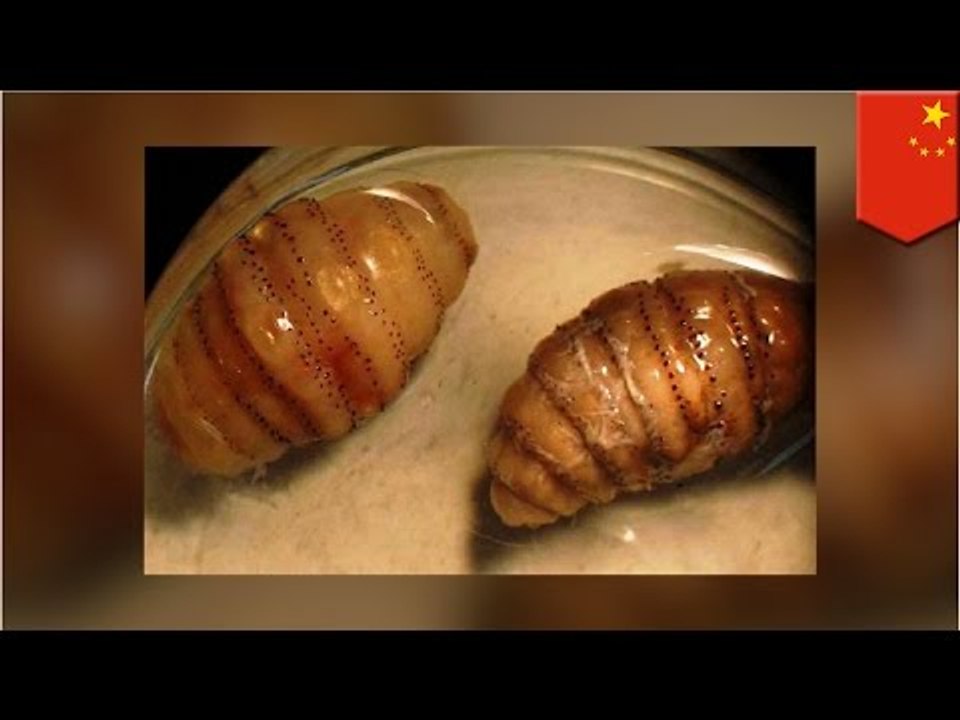 Human hosts: 20 tumbu fly maggots removed from under man’s skin after Africa trip