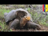 Endangered Galapagos giant tortoise saved from extinction, reintroduced to Espanola Island