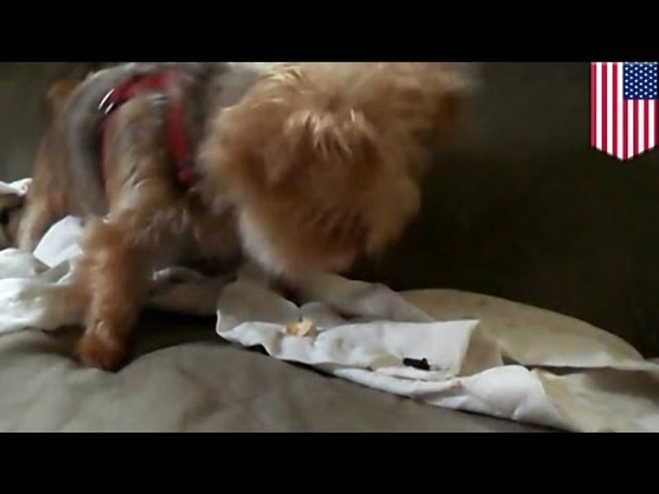 Dog vs. cricket: Majestic cricket stands firm in face of taunts from special needs mutt