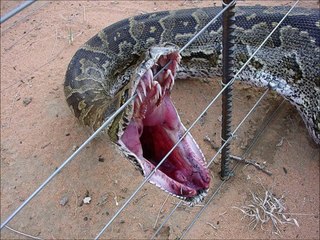 Top 17 plus fortes morsures des animaux !