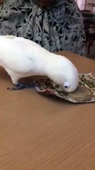 "..Very Nice - GVP.."