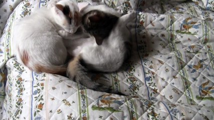 Chats inseparables,LIVIO et LIVIA