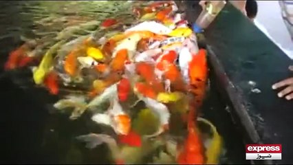 Fish feeding from Feder WOOOW