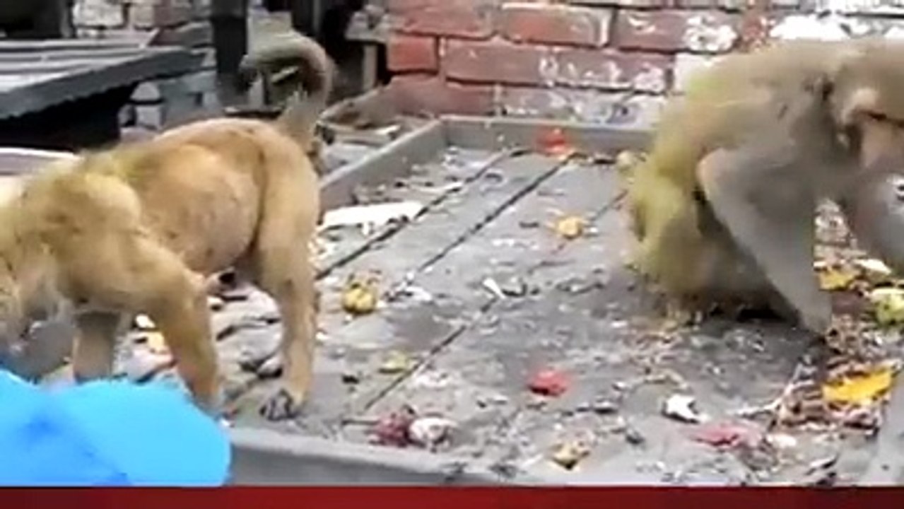 Monkey and Baby Dog