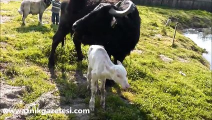 İznik'te dünyaya gelen beyaz manda şaşırtıyor